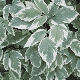 Сныть пестролистная Variegata