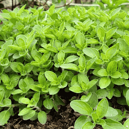 Душица обыкновенная Vitara Green