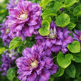 Клематис Królowa Bona