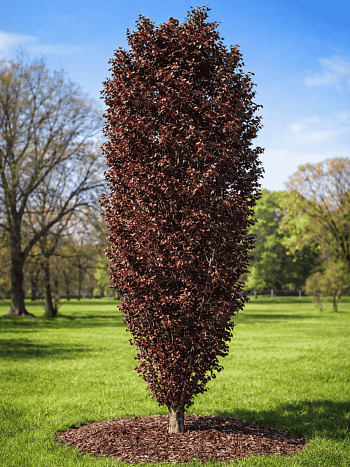 Тополь дельтовидный Purple Tower