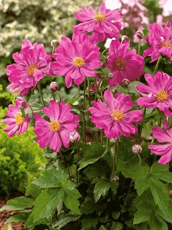 Анемона японская Prinz Heinrich