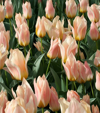 Тюльпан Грейга Фюр Элиз