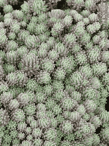 Очиток испанский Var.minus