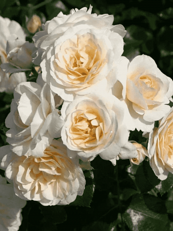 Роза Флорибунда Sirius