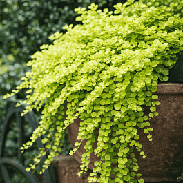 Вербейник монетчатый Aurea