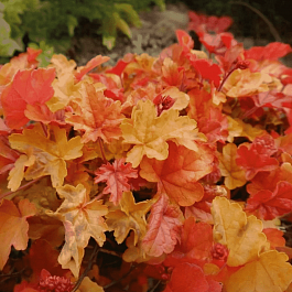 Гейхера Happy Autumn