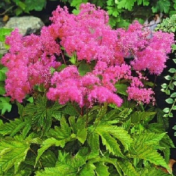 Лабазник пурпурный Элеганс