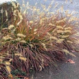 Пеннисетум лисохвостый Burgundy bunny