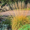 Молиния тростниковая Fontane