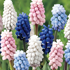 Мускари смесь видов