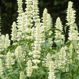 Агастахис морщинистый Alabaster