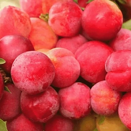 Алыча гибридная Неженка