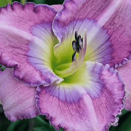 Лилейник Palace Garden Beauty