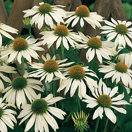 Эхинацея Примадонна Вайт