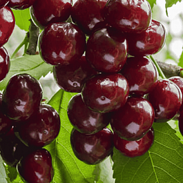 Дюк (Черевишня) Ночка