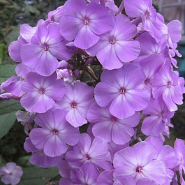 Флокс метельчатый Дэвидс Лэвенде Флокс метельчатый Дэвидс Лэвенде