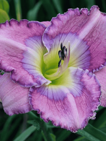 Лилейник Palace Garden Beauty