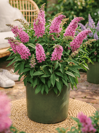 Буддлея Давида Little Rockstars Pink