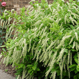 Итея виргинская Генрис Гарнет