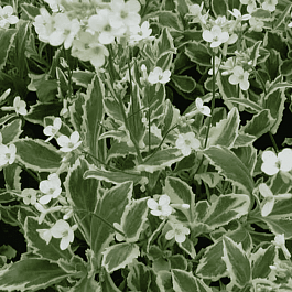 Арабис кавказский Variegata