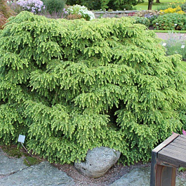 Тсуга канадская Эдделох Тсуга канадская Эдделох