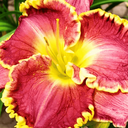 Лилейник Daria