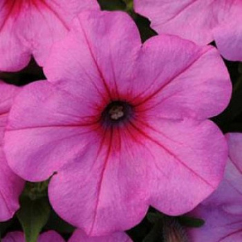 Петуния ампельная F1 Изи Вейв	Пинк Пэшн