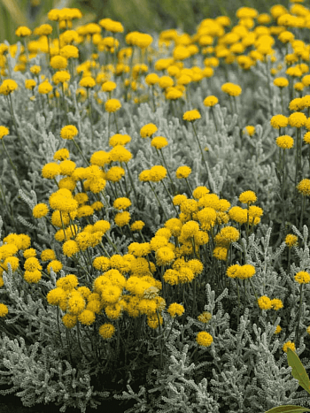 Сантолина кипарисовая