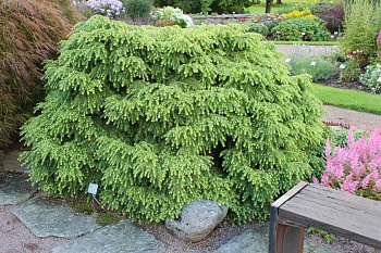 Тсуга канадская Эдделох