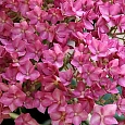 Гортензия древовидная Bella Anna