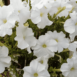 Петуния танго белая