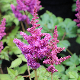 Астильба китайская Караоке Парти НАБОР 2ШТ (1+1)