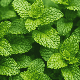 Мята колосистая Испанская