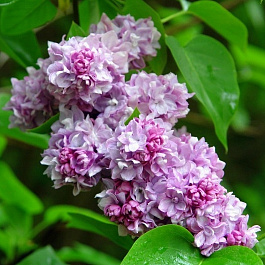 Сирень обыкновенная Катерина Хавемейер Сирень обыкновенная Катерина Хавемейер