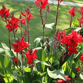 Канна гибридная Brilliant