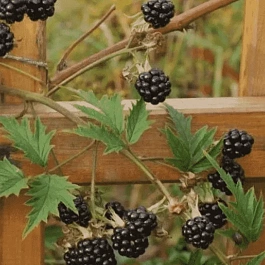 Ежевика садовая Oregon Evergreen