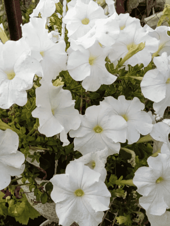 Петуния танго белая