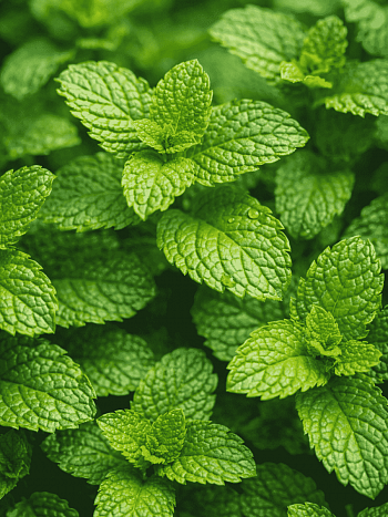 Мята колосистая Испанская