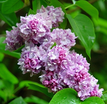 Сирень обыкновенная Катерина Хавемейер