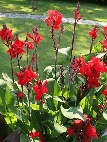 Канна гибридная Brilliant