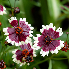Кореопсис Хорасан Бургунди Вайт