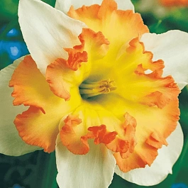 Нарцисс Taurus