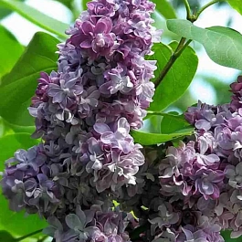 Сирень обыкновенная Катюша