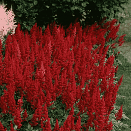 Астильба Арендса Fanal