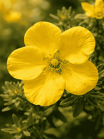 Лапчатка кустарниковая Goldteppich