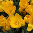 Крокус Ботанический Golden Yellow