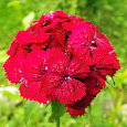 Гвоздика Турецкая Алая красавица