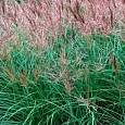 Мискантус китайский 'Red Chief'