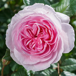 Роза английская парковая Эйншент Маринер