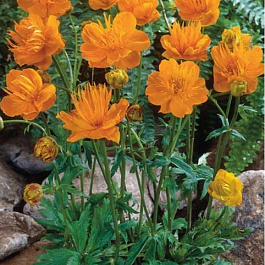 Купальница культурная Голден Квин Купальница культурная Голден Квин